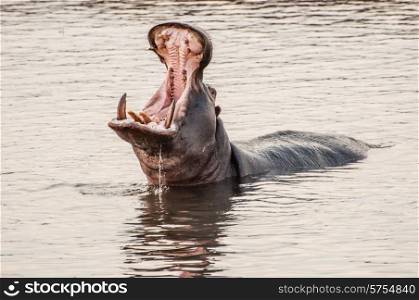 A hippopottamus in the water yawning with his mouth wide open, revealing his huge canine teeth.