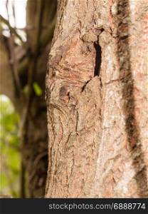 A Hole in the Edge of Tree and Its Bark, Close up with detail and texture and shadow and background blur