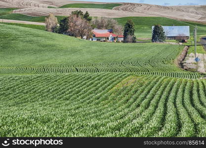 A homestead farm in the Palouse is surrounded by rolling hills of wheat fields. Typical of agriculture in the region, the fields follow the contours of the rolling hills.
