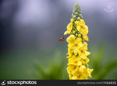 a honey bee flying near a yellow flower
