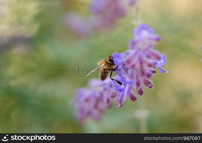 A honey bee on the purple flower,shallow depth of field, selective focus,