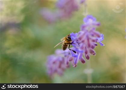 A honey bee on the purple flower,shallow depth of field, selective focus,