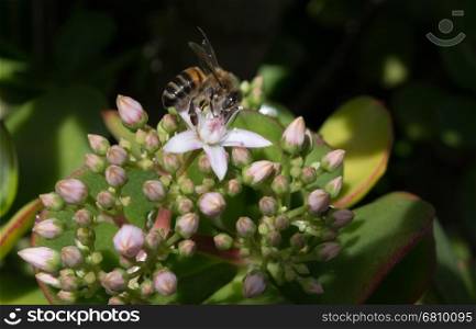A Honeybee on a Jade Plant in a hotel garden in Madeira