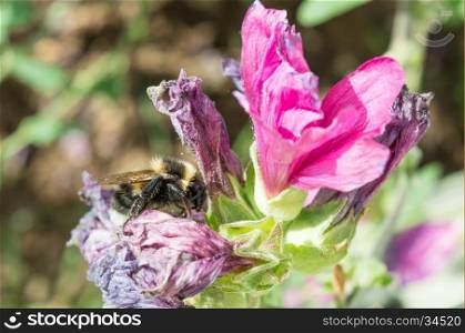 A Honeybee, side on, collecting pollen from a shivelled mauve and pink flower