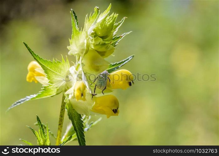 A Hoplia Parvula, a kind of scarab, hidden on a Rhinanthus Flower, under the warm summer sun