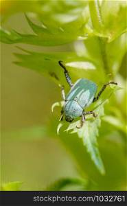A Hoplia Parvula, a kind of scarab, on a Rhinanthus Flower, under the warm summer sun