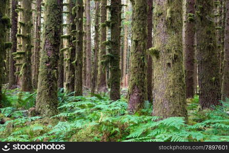 A horizontal compostion of the spectacular scenery in the rainforest