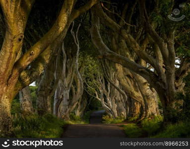 A horizontal low-key landscape view of the iconic The Dark Hedges in Northern Ireland