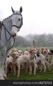A horse and foxhounds