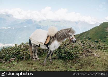 A horse awaits master in the mountains