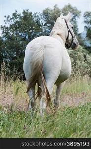 A Horse free in a field