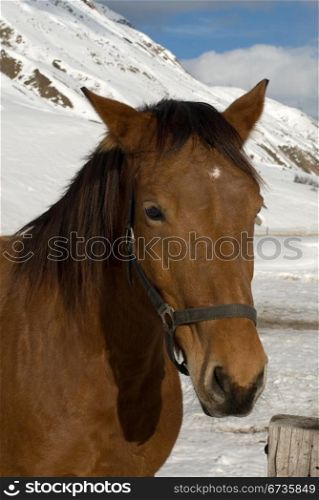 A horse in a snow-covered field, Switzerland