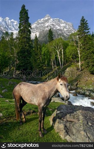 A horse near a forest and mountains in Kashmir, India.
