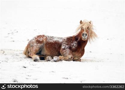 A horse playing in a snowy landscape