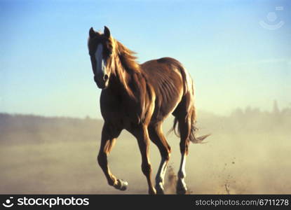 A Horse running wild near Sunriver, Oregon