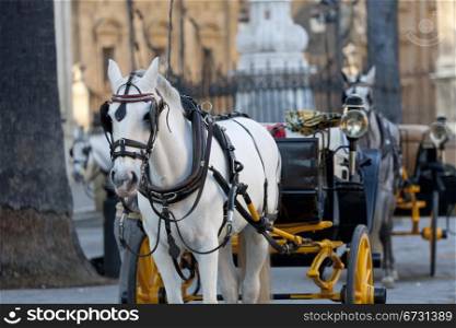 a horse, wearing a beautiful carriage