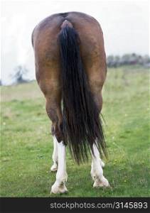 A horses ass.