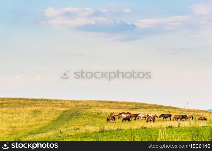 A horses in a field landscape