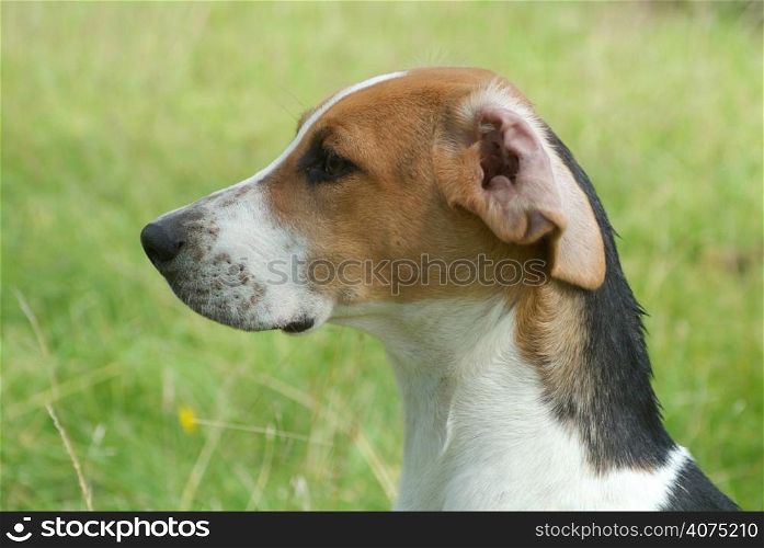 A hound
