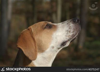 A hound