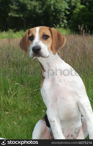 A hound puppy