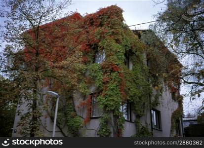A house covered by red, yellow and green climbing vine
