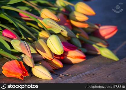 a huge bouquet of tulips lying on a wooden background in the light of the setting sun