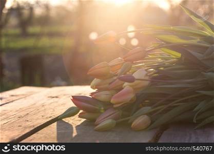 a huge bouquet of tulips lying on a wooden background in the light of the setting sun