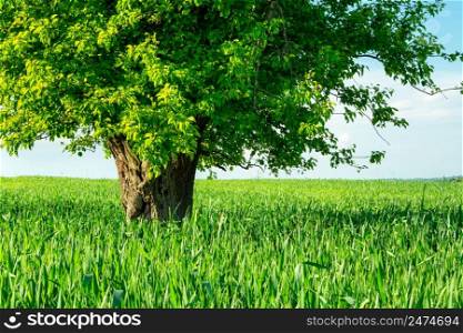 A huge deciduous tree growing in green cereal, Staw, Lubelskie, Poland