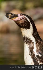 A Humboldt penguin in a dutch zoo