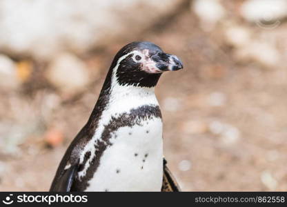 A Humboldt penguin (Spheniscus humboldti) also called Peruvian Penguin or Patranca on the rocks of a cliff.