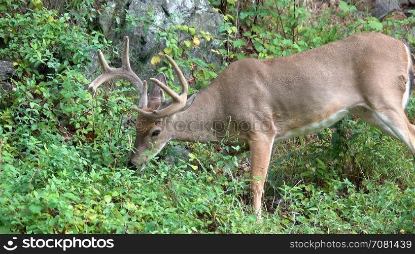 A hungry mature buck eating