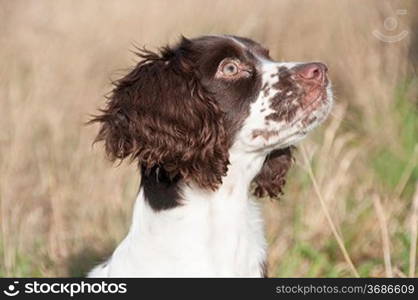 A Hunting dog