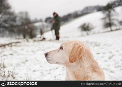 A hunting dog with its owner in the background