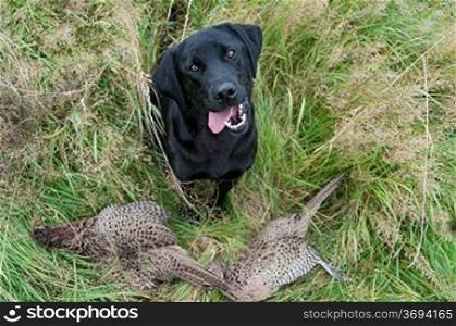 A hunting dog with two dead pheasants on the ground