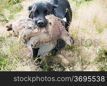 A hunting dog with two dead pheasants on the ground