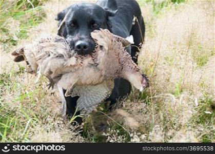 A hunting dog with two dead pheasants on the ground