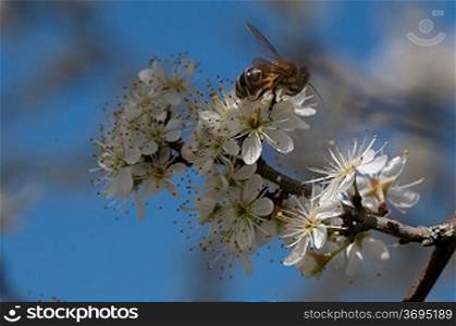 A insect pollinating flowers