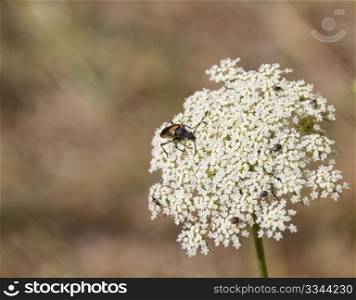 a insect walking on a beautiful large white flower in the field