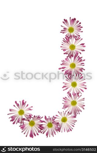 A J Made Of Pink And White Daisies