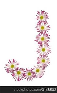 A J Made Of Pink And White Daisies