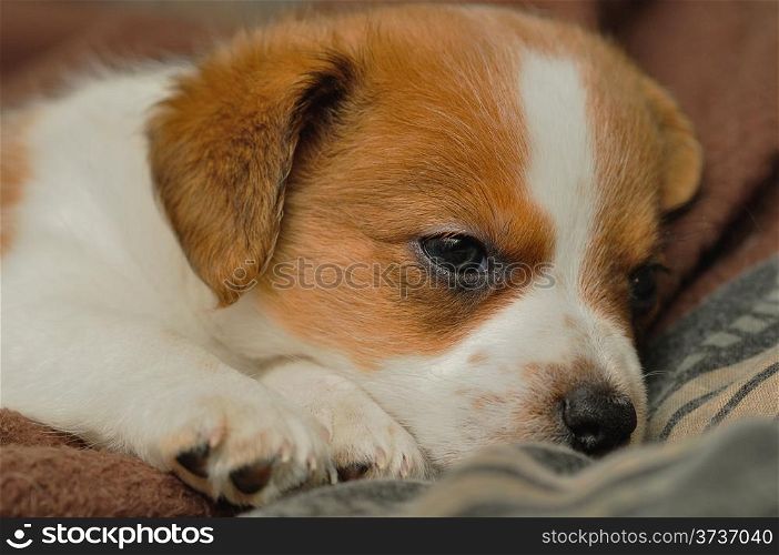 A Jack Russel puppy sleeping peacefully
