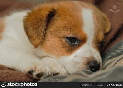 A Jack Russel puppy sleeping peacefully
