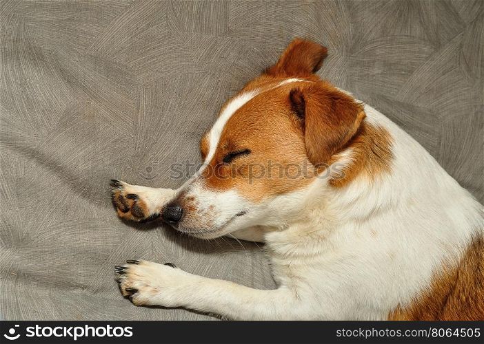 A Jack Russell puppy sleepy on a Grey cushion