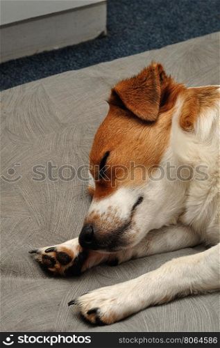 A Jack Russell puppy sleepy on a Grey cushion