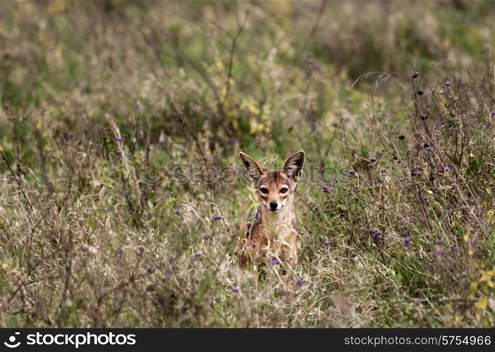 A Jackal sitting in the grass in the distance, stairing out in front of him.