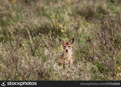 A Jackal sitting in the grass in the distance, stairing out in front of him.