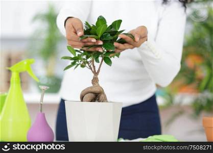 a japanese bonsai ready for show