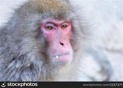 A Japanese snow monkey or Macaque with hot spring On-sen in Jigokudani Monkey Park, Shimotakai District, Nagano , Japan. Wildlife animal.