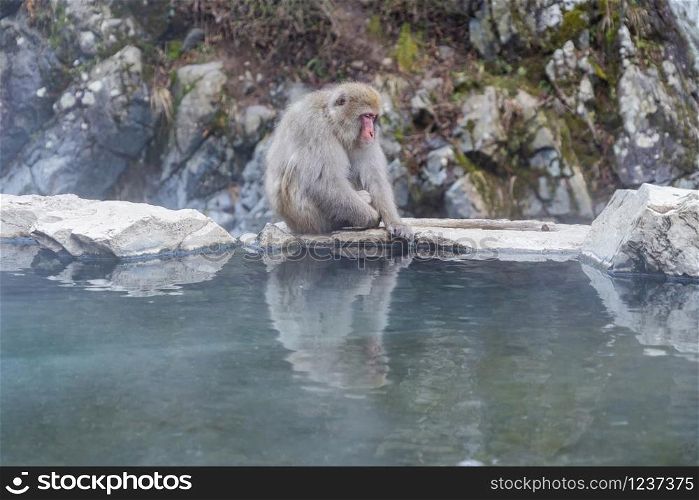 A Japanese snow monkey or Macaque with hot spring On-sen in Jigokudani Monkey Park, Shimotakai District, Nagano , Japan. Wildlife animal.